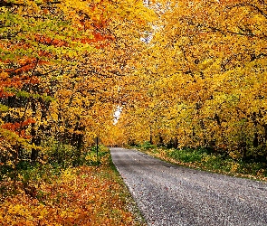 Droga, Drzewa, Jesień, Liście, Roślinność, Pożółkłe