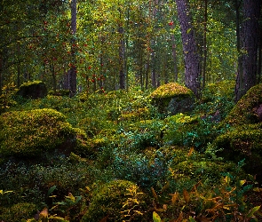 Las, Kamienie, Omszałe, Drzewa, Zielony