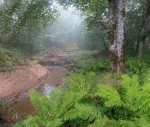 Drzewa, Paprocie, Strumień, Mgła, Las