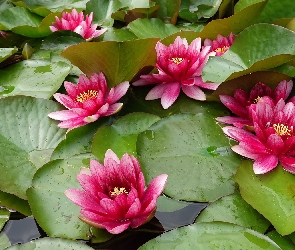 Kwiaty, Lilie wodne, Liście