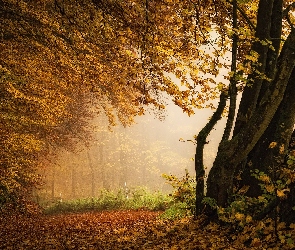 Jesień, Drzewa, Liście, Mgła, Opadłe, Las