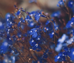 Kwiaty, Lobelia, Niebieskie