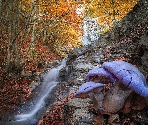 Skały, Drzewa, Jesień, Fotomontaż, Kaskada, Wodospad, Grzyby, Las