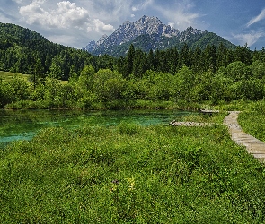 Rezerwat przyrody Zelenci, Lasy, Góry, Słowenia, Pomost, Trawa, Kranjska Gora, Jezioro