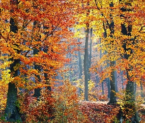 Jesienny, Liście, Drzewa, Roślinność, Las