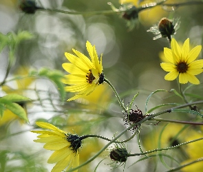 Kwiaty, Zbliżenie, Helianthus, Słonecznik ozdobny, Żółte