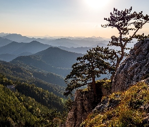 Góry, Sosny, Skały, Drzewa