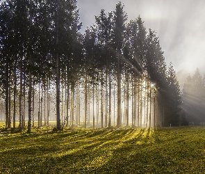 Słońce, Drzewa, Las, Przebijające Światło, Mgła, Promienie, Poranek, Światło