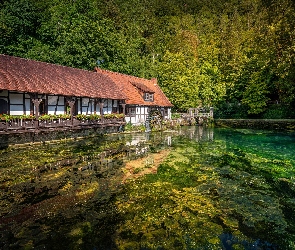 Staw, Młyn, Las