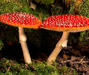Ściółka, Muchomory, Dwa, Grzyby