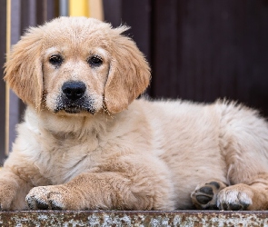 Golden retriever, Szczeniak, Leżący, Pies