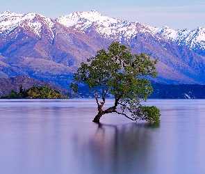 Jezioro Wanaka, Drzewo, Góry, Śnieg, Nowa Zelandia
