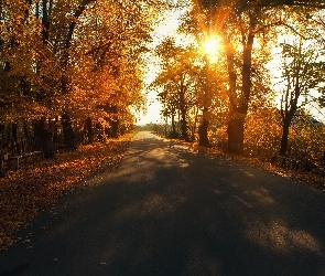 Jesień, Słońce, Droga, Drzewa