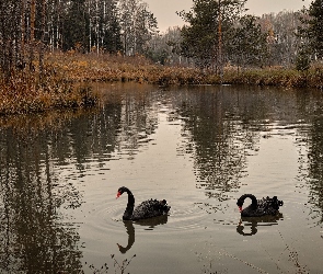 Łabędzie, Czarne, Las, Drzewa, Staw, Dwa