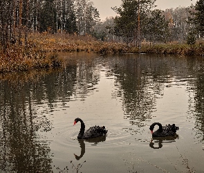 Łabędzie, Czarne, Las, Drzewa, Staw, Dwa