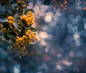 Krzew, Gałąź, Bokeh, Jagody, Liście, Żółte