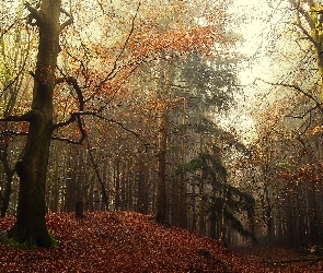 Las, Drzewa, Jesień, Pagórek