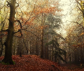 Jesień, Las, Drzewa, Pagórek