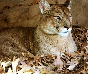 Liście, Puma