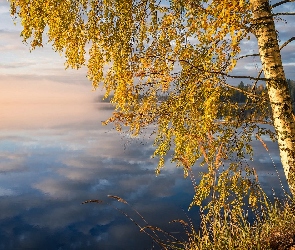 Drzewa, Mgła, Jezioro, Brzozy, Jesienne