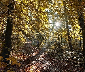 Jesień, Promienie słońca, Drzewa, Las, Ścieżka, Poranek