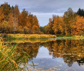 Jezioro, Drzewa, Trawa, Jesień, Odbicie, Las