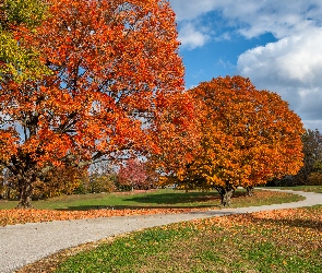Drzewa, Droga, Jesień, Chmury, Ławka