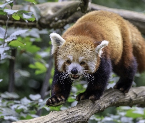 Panda czerwona, Gałąź, Pandka ruda