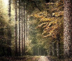 Drzewa, Ścieżka, Liście, Pnie, Las