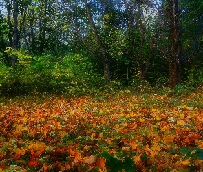 Krzewy, Drzewa, Kolorowe, Las, Opadłe, Liście
