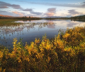 Rośliny, Rosja, Okręg Jamalsko-Nieniecki, Jezioro Domashnoye
