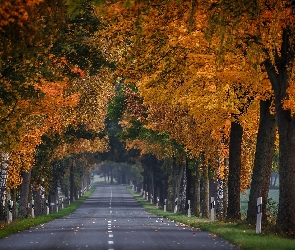 Droga, Szpalery, Jesień, Pożółkłe, Liście, Drzewa