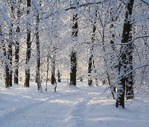 Śnieg, Ścieżka, Drzewa, Park, Zima