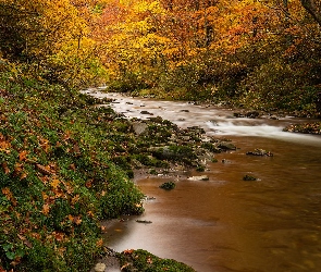 Jesień, Kamienie, Rzeka, Drzewa, Las