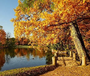 Park, Jesień, Kaczka, Drzewa, Staw
