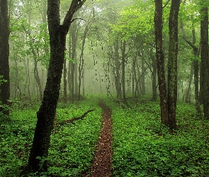 Zielony, Ścieżka, Drzewa, Las
