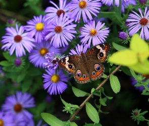 Motyl, Astry, Kwiaty, Fioletowe