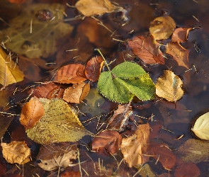 Liście, Woda, Jesienne