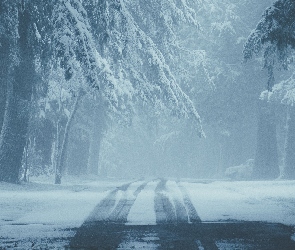 Droga, Drzewa, Mgła, Zima, Śnieg