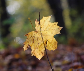 Pożółkły, Zbliżenie, Klonu, Liść, Jesień
