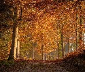 Jesień, Las, Liście, Ścieżka, Opadłe, Drzewa