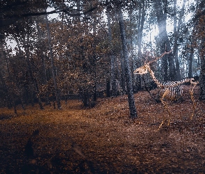 Szkielet, Jeleń, Jesień, Las