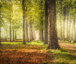 Las, Drzewa, Przebijające światło, Zielone, Drzewa, Ścieżka