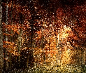 Jesień, Kolorowe, Drzewa, Liście, Las