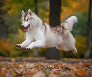 Pies, Siberian husky, Skaczący