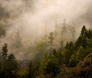 Zamglony, Mgła, Drzewa, Las