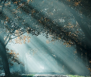 Liście, Drzewa, Przebijające światło, Droga, Jesień, Las, Promienie słońca