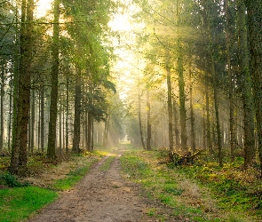 Drzewa, Słoneczne, Przebijające światło, Droga, Las