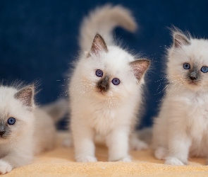 Trzy, Koty birmańskie, Małe