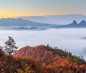 Góry, Jesień, Roślinność, Lasy, Drzewa, Mgła